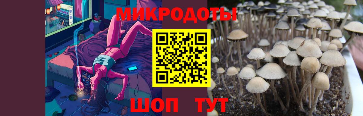 Псилоцибиновые грибы Cubensis Обь